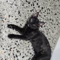 Photo of Pebbles