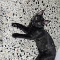 Photo of Pebbles