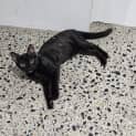 Photo of Pebbles