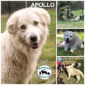 Photo of Apollo 