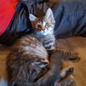 Photo of Mogwai