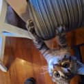 Photo of Ewok