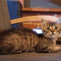 Photo of Ewok