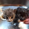 Photo of Tribble And Critter