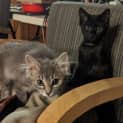 Photo of Tribble And Critter