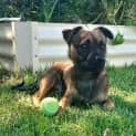 Photo of Rufus