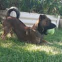 Photo of Rufus