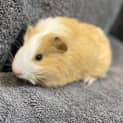 Photo of Mallow