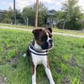 Photo of Boxer