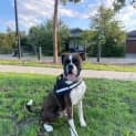 Photo of Boxer