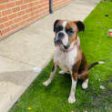 Photo of Boxer