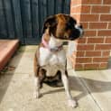 Photo of Boxer