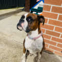 Photo of Boxer