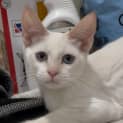 Photo of Flynn