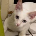 Photo of Flynn