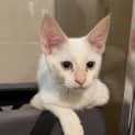 Photo of Flynn