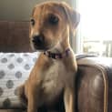 Photo of Penny 12 Week Old Border Collie X (Trial)