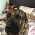 Photo of George 1 Year Old Bull Arab X Great Dane (Hold)
