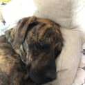 Photo of George 1 Year Old Bull Arab X Great Dane (Hold)