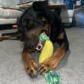 Photo of Axel 2 Year Old Kelpie X Rottweiler (Trial)