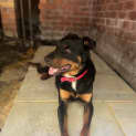 Photo of Axel 2 Year Old Kelpie X Rottweiler (Trial)
