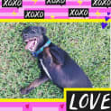 Photo of Dougie 1 Year Old Mixed Breed (Trial)