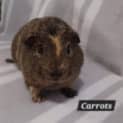 Photo of Carrots 
