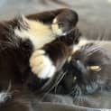 Photo of Merlin