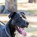 Photo of Tyson