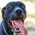 Photo of Tyson