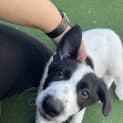 Photo of Romeo