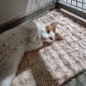 Photo of Angel