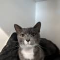 Photo of Smokey