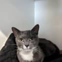Photo of Smokey