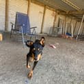 Photo of Cosmo