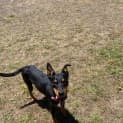 Photo of Cosmo