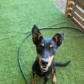 Photo of Cosmo