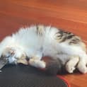 Photo of Cueball