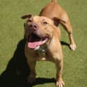 Photo of Bramble