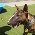 Photo of Clancy