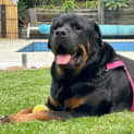 Photo of John Goodboy