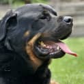 Photo of John Goodboy