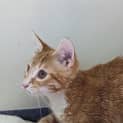 Photo of Louie Lou