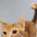 Photo of Louie Lou