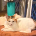 Photo of Phoebe