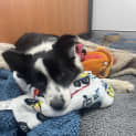 Photo of Sadie