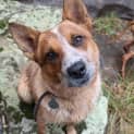 Photo of Capper