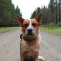 Photo of Capper