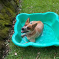 Photo of Capper