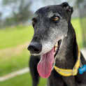 Photo of Dahlia